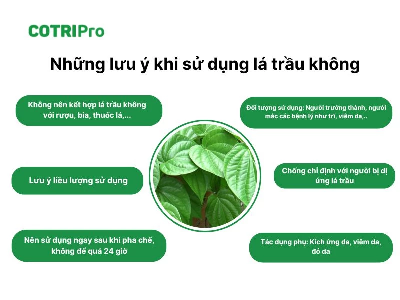 Sử dụng lá trầu không an toàn