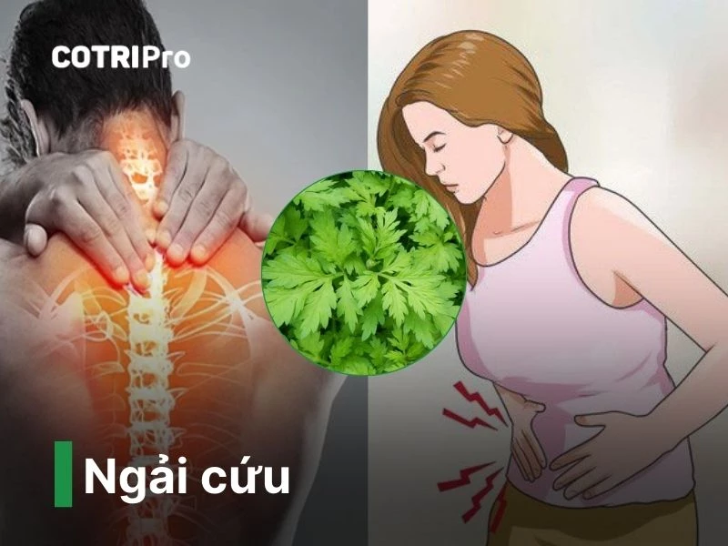 Ngải cứu thuốc nam chữa bệnh