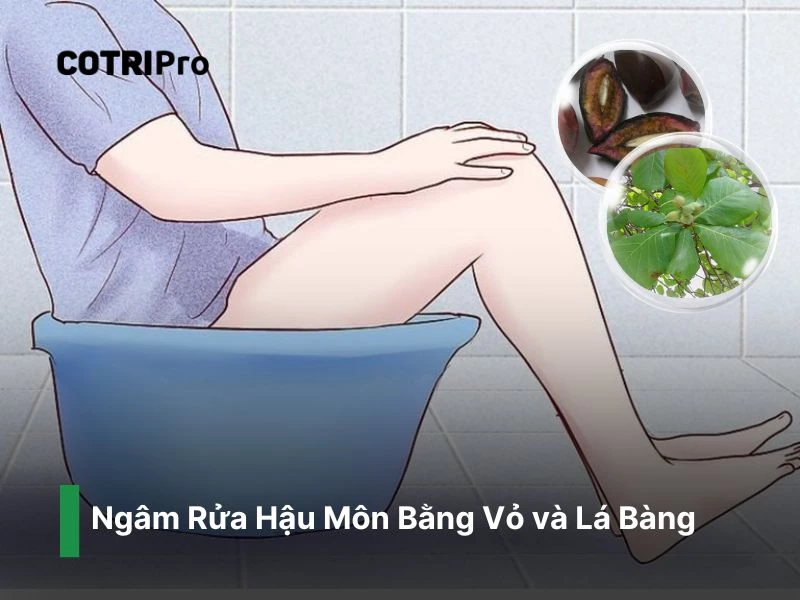 Ngâm rửa hậu môn với vỏ và lá bàng ngừa trĩ