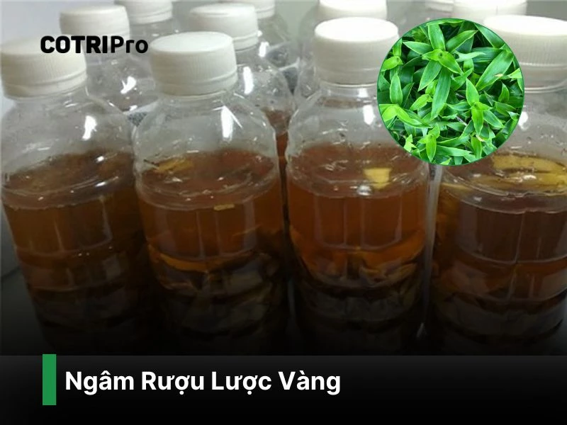 Rượu cây lược vàng chữa trĩ
