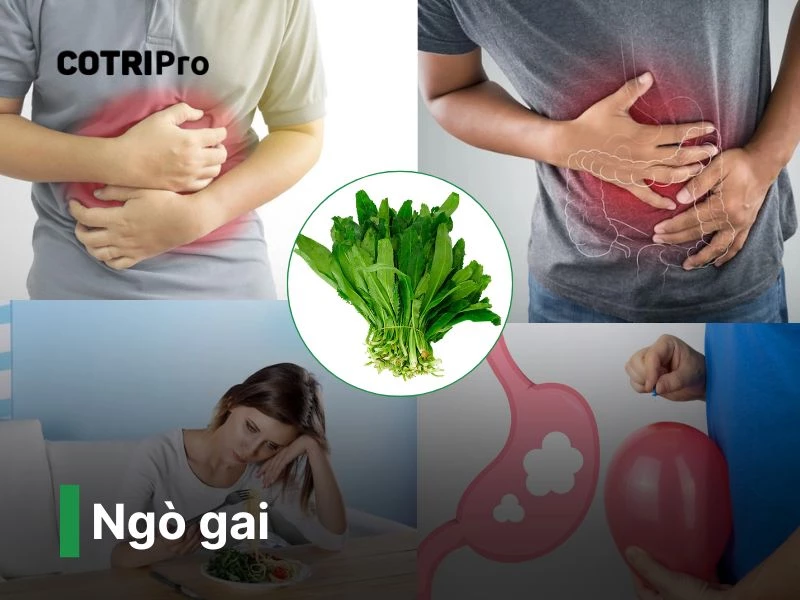 Ngò gai thuốc nam chữa bệnh