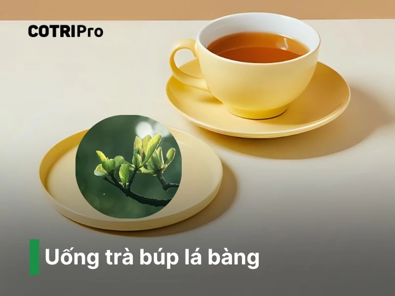Uống trà búp bàng non ngừa trĩ