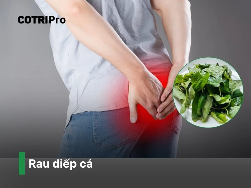 rau-diep-ca-chua-tri.webp