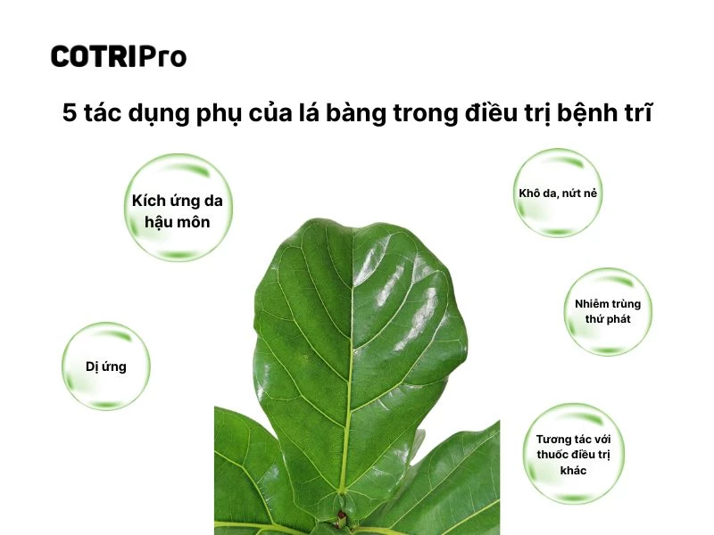 Tác dụng phụ sử dụng dụng lá bàng ngừa trĩ