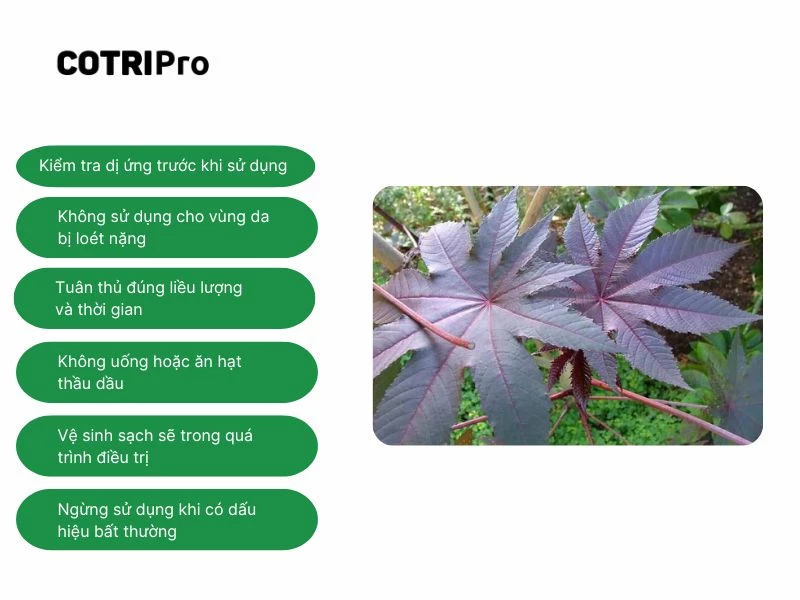 Lưu ý dùng thầu dầu tía chữa trĩ