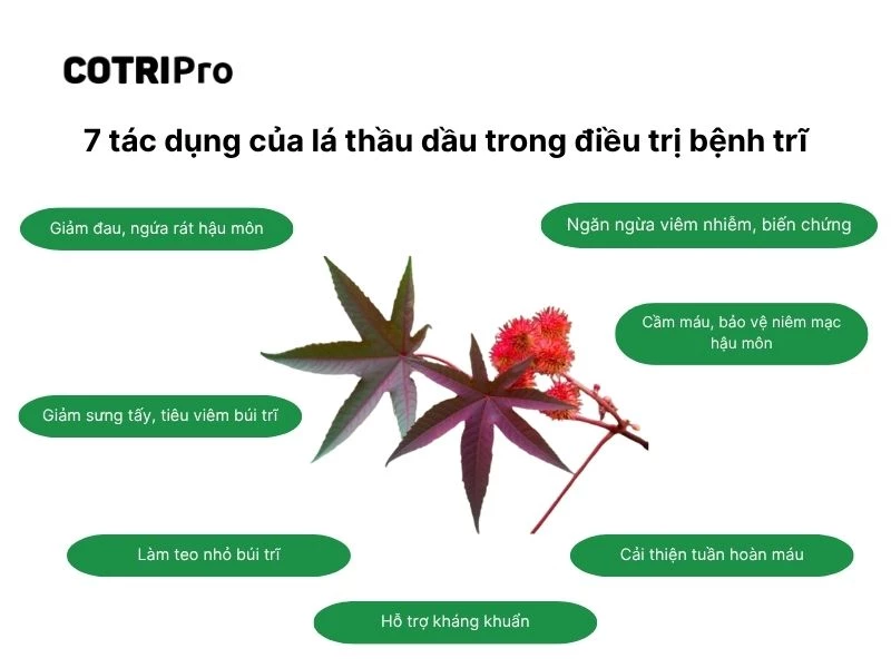 Lá thầu dầu có tính kháng khuẩn, chống viêm búi trĩ