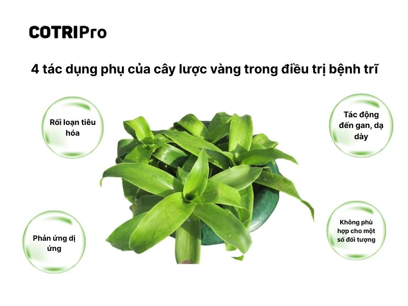 Sử dụng cây lược vàng an toàn