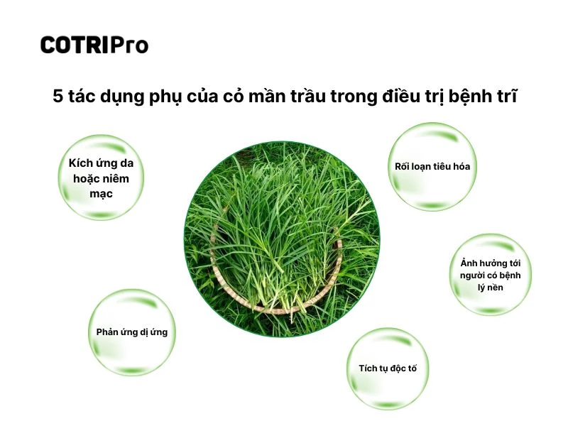 Sử dụng cỏ mần trầu an toàn