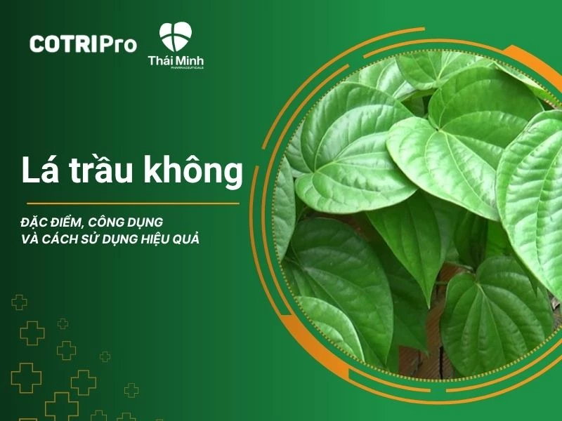 Công dụng của lá trầu không là gì? 10+ Bài thuốc hiệu quả tại nhà từ lá trầu không