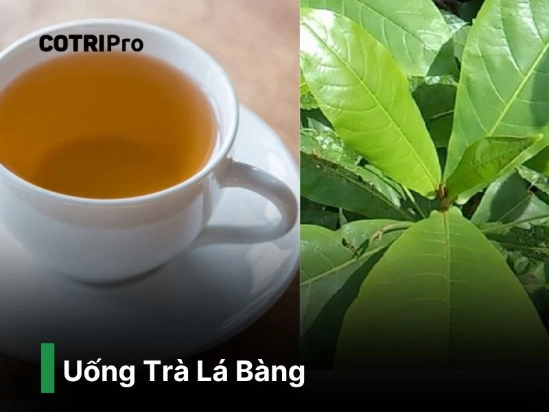 Uống trà lá bàng giúp ngăn trĩ