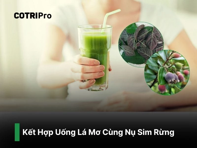 Uống lá mơ và nụ sim rừng ngừa trĩ