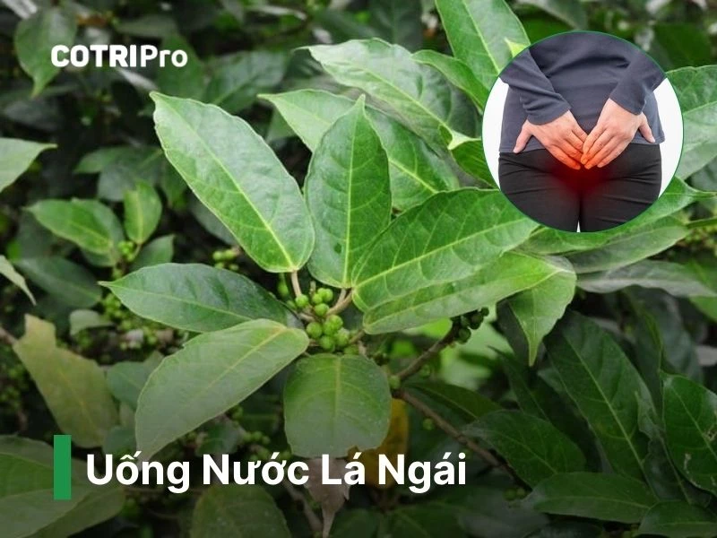 Nước lá ngái trị táo bón