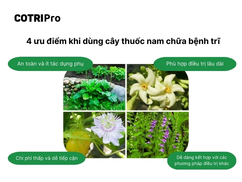 uu-diem-thuoc-nam.webp