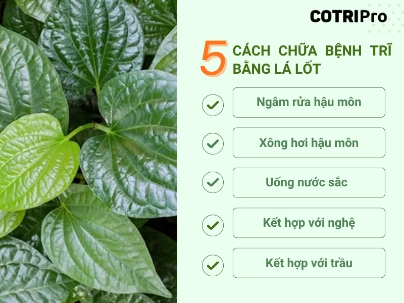 5+ Cách chữa bệnh trĩ bằng lá lốt hiệu quả, dễ áp dụng ngay tại nhà