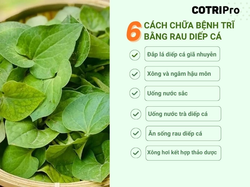 6+ Cách trị bệnh trĩ tại nhà bằng rau diếp cá hiệu quả và an toàn