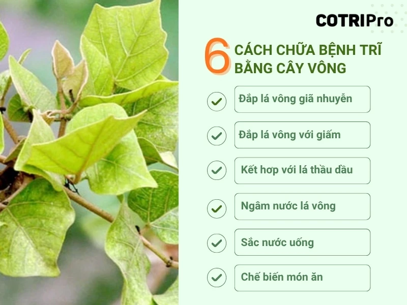cách chữa bệnh trĩ băng cây vong nem
