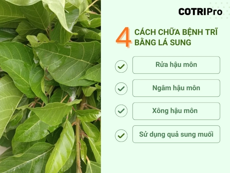 cách chữa bệnh trĩ bằng lá sung