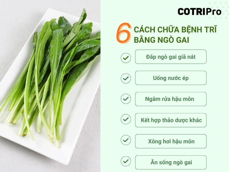 cách chữa bệnh trĩ bằng ngò gai