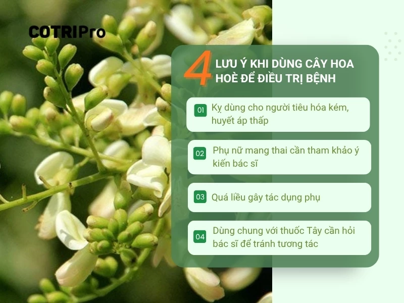 lưu ý khi dùng cây hoa hòe