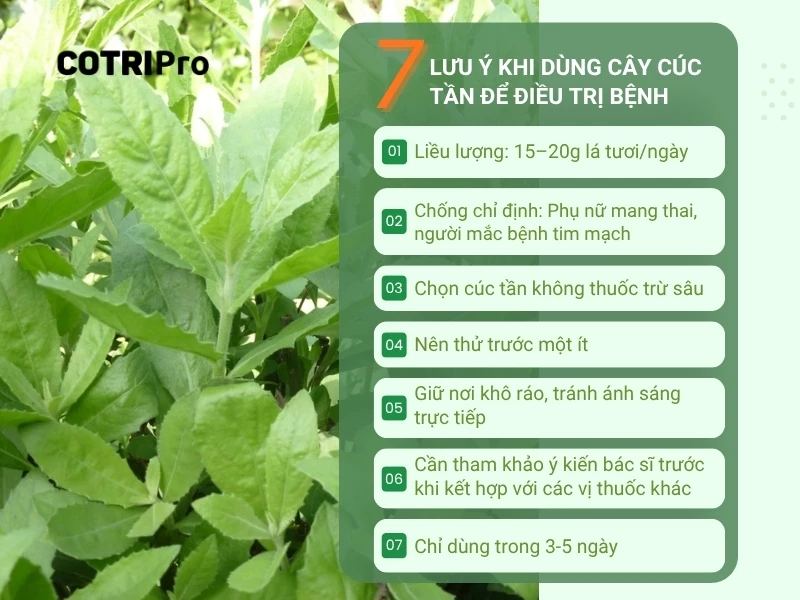 lưu ý khi sử dụng cúc tần