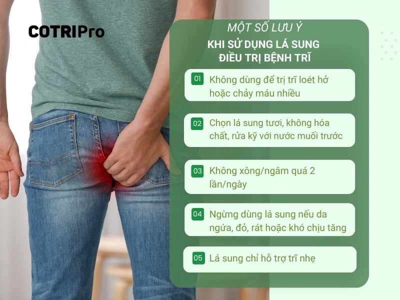 lưu ý khi sử dụng lá sung điều trị bệnh trĩ
