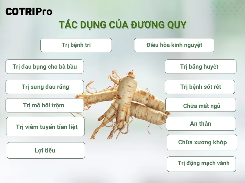 tác dụng của đương quy