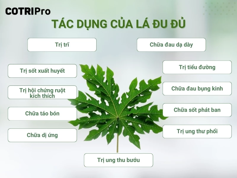 tác dụng của lá đu đủ