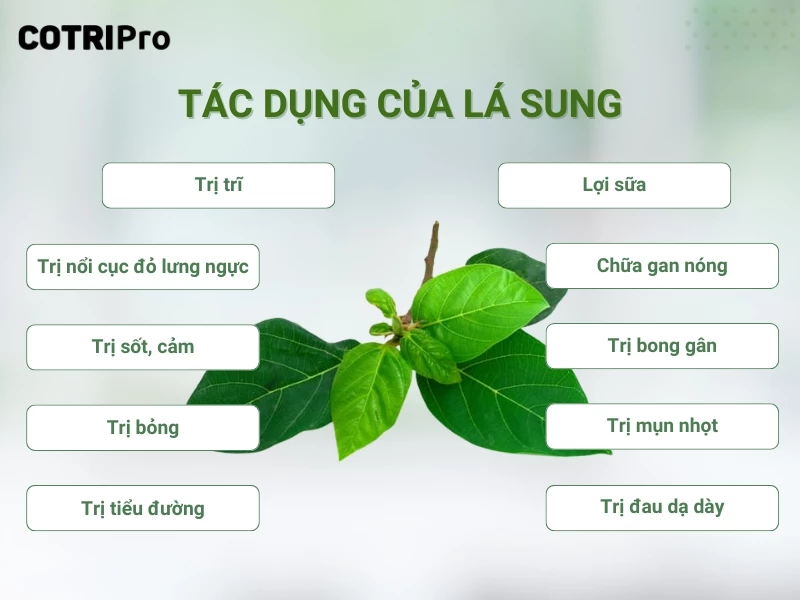 tác dụng của lá sung