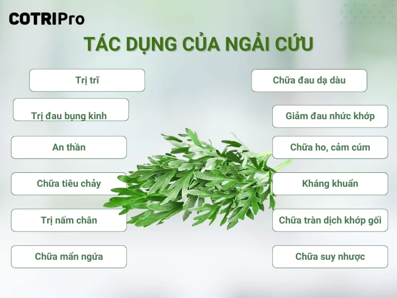 tác dụng của ngải cứu
