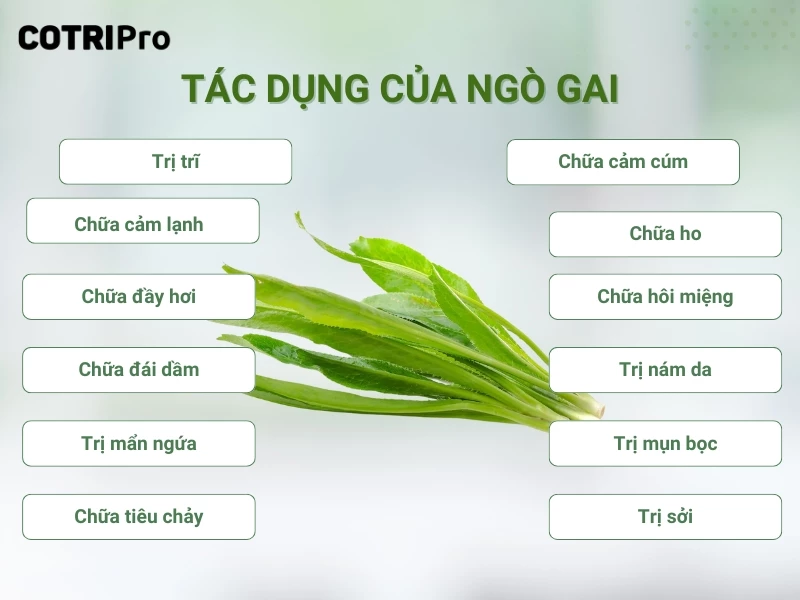 tác dụng của ngò gai