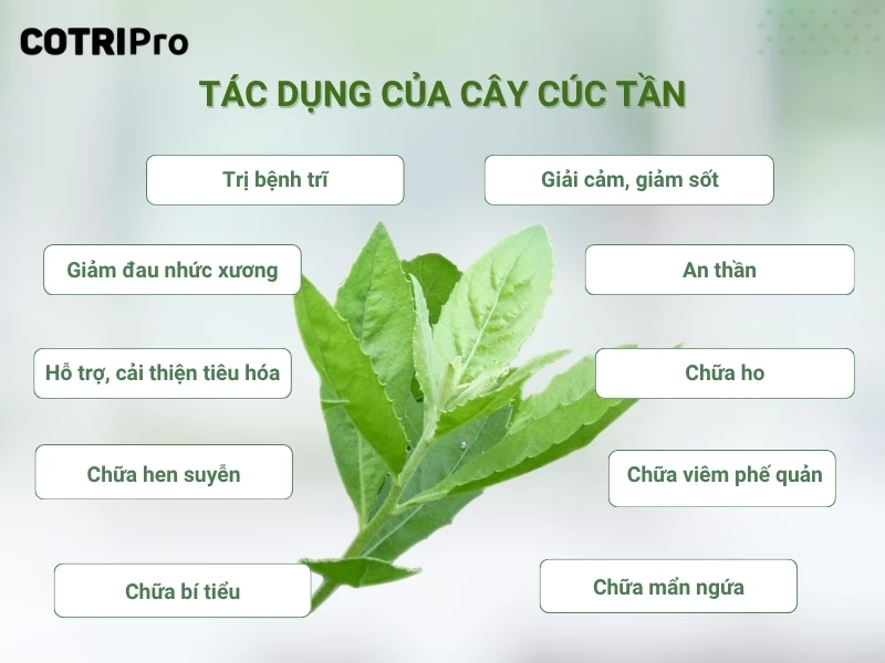 tác dụng cúc tần