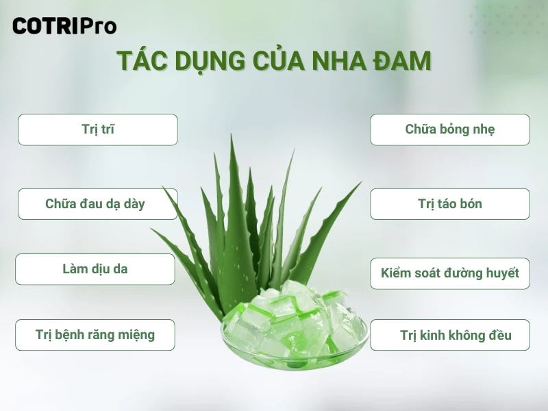 tác dụng nha đam