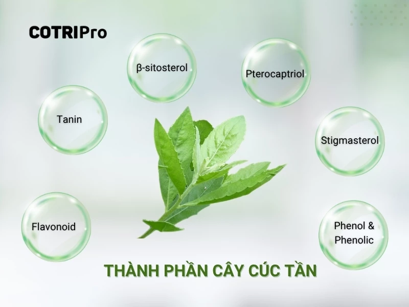 thành phần cây cúc tần