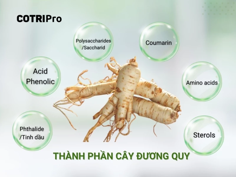 thành phân cây đương quy