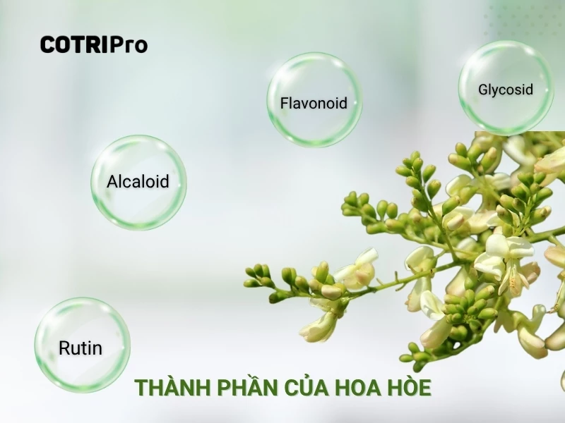 thành phần của hoa hòe
