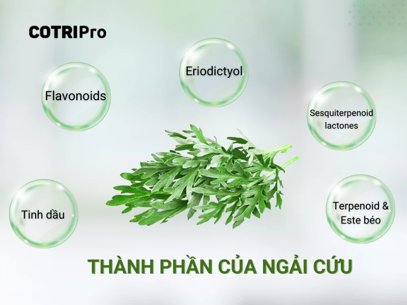 thành phần của ngải cứu