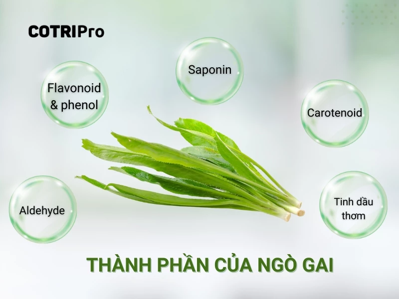thành phần của ngò gai