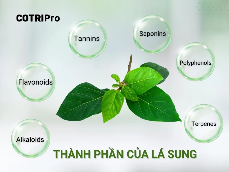 thành phần lá sung