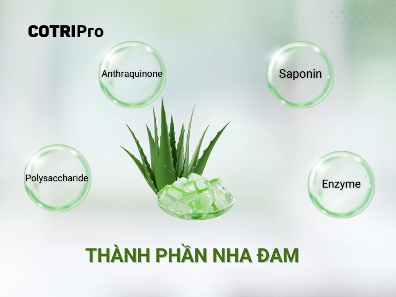 thành phần nha đam